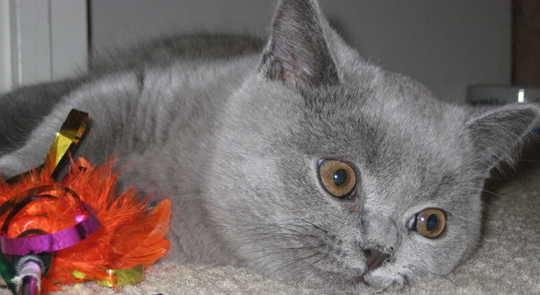 British Blue kitten