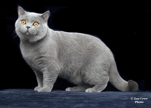 DandyBlue Mr Wonderworld